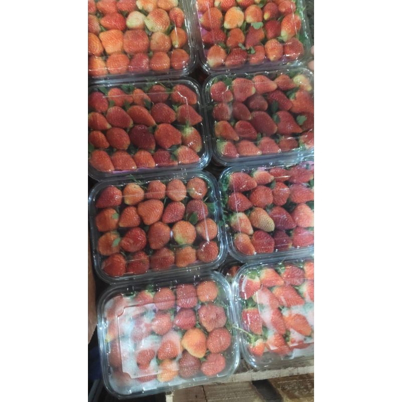 

Strawberry segar utuh kiloan berat 1kg