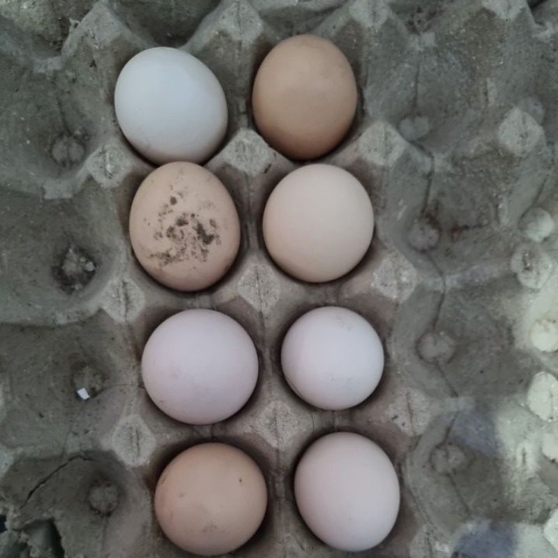 telur fertil ayam KUB X merawang