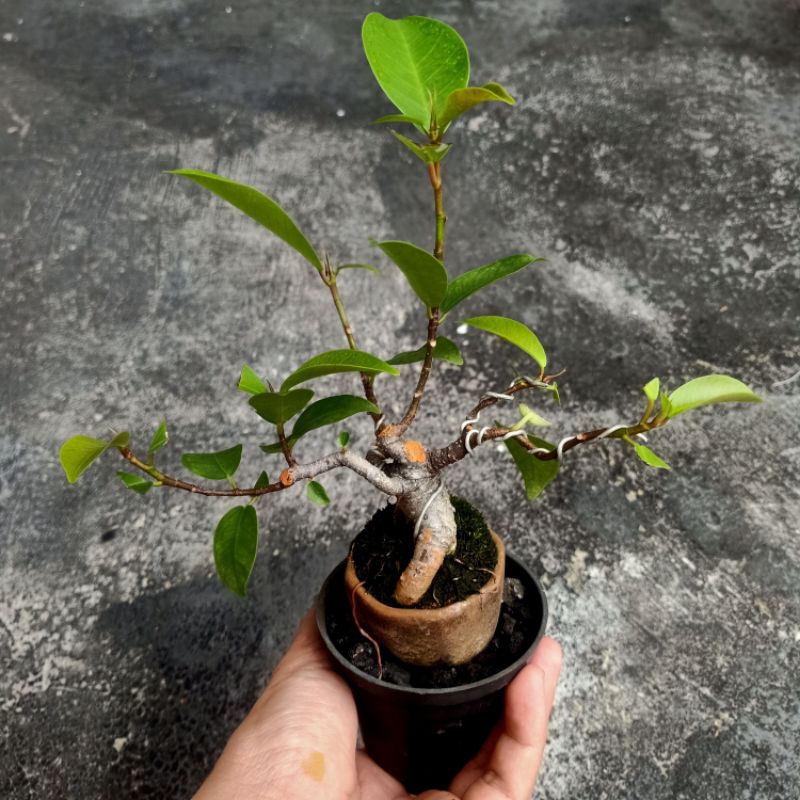 Bonsai Beringin Iprik Shito