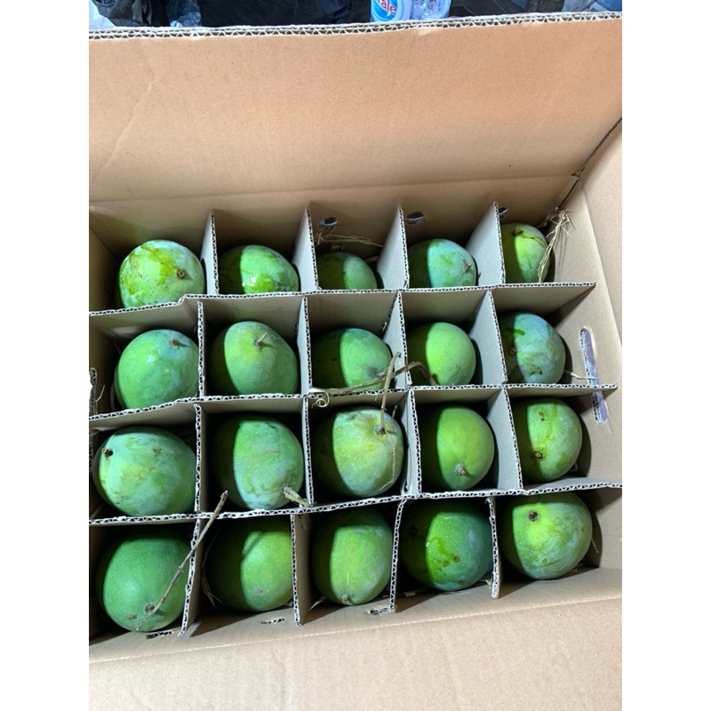 

Mangga Alpukat Harum Manis, 1 kardus 10kg