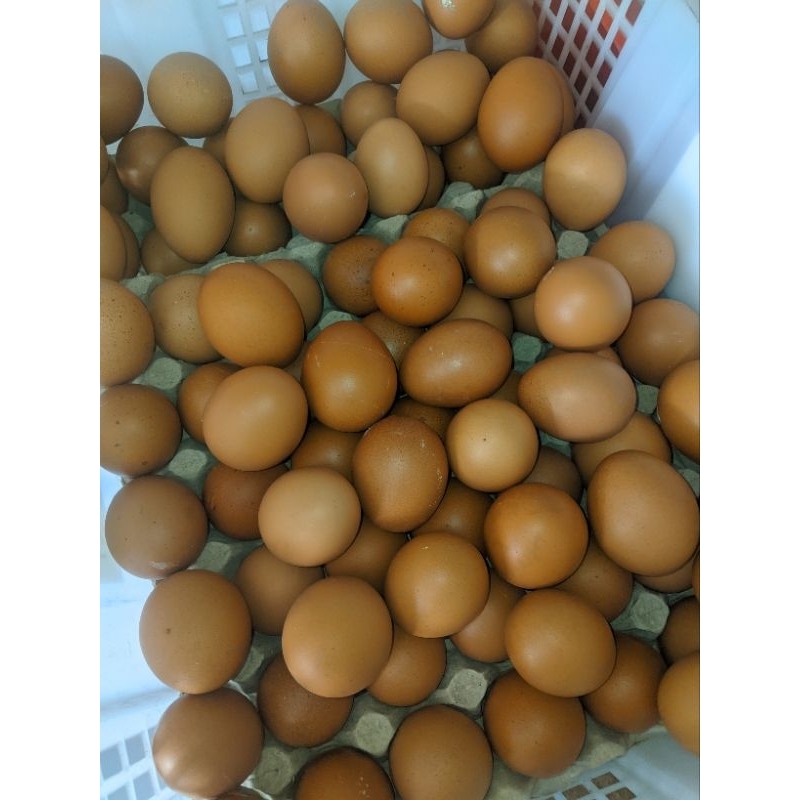 

Telur ayam 500 grm / 1000 grm
