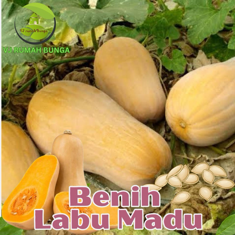 5 Biji - Benih labu madu butternut labu mini madu