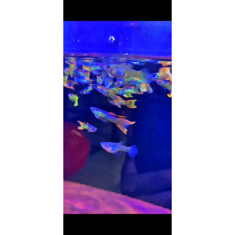 AKSESORIS IKAN GUPPY MINI TIGER
