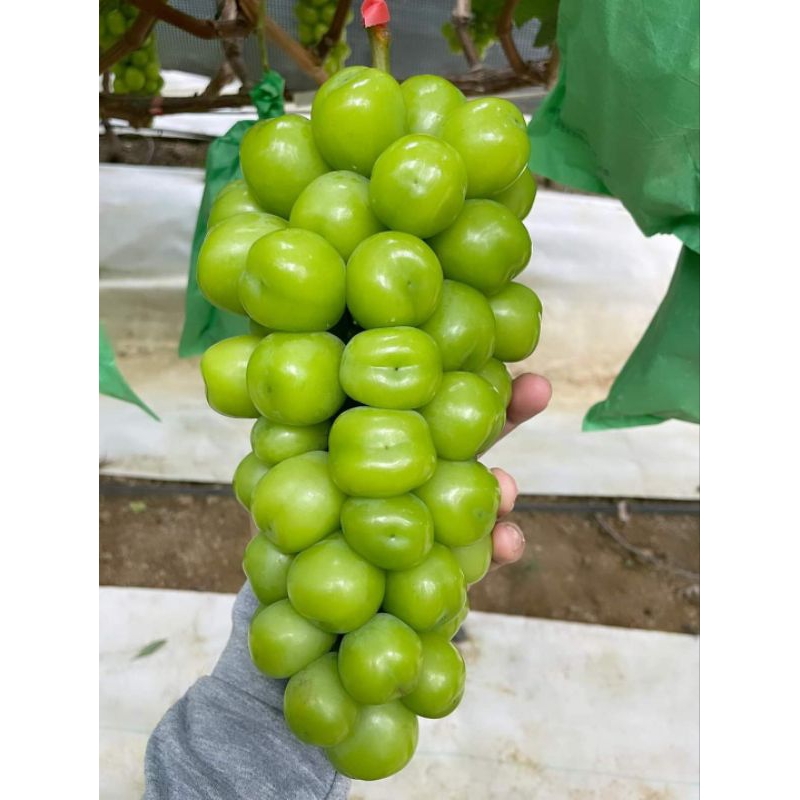 Bibit anggur import Shine Muscat jepang valid