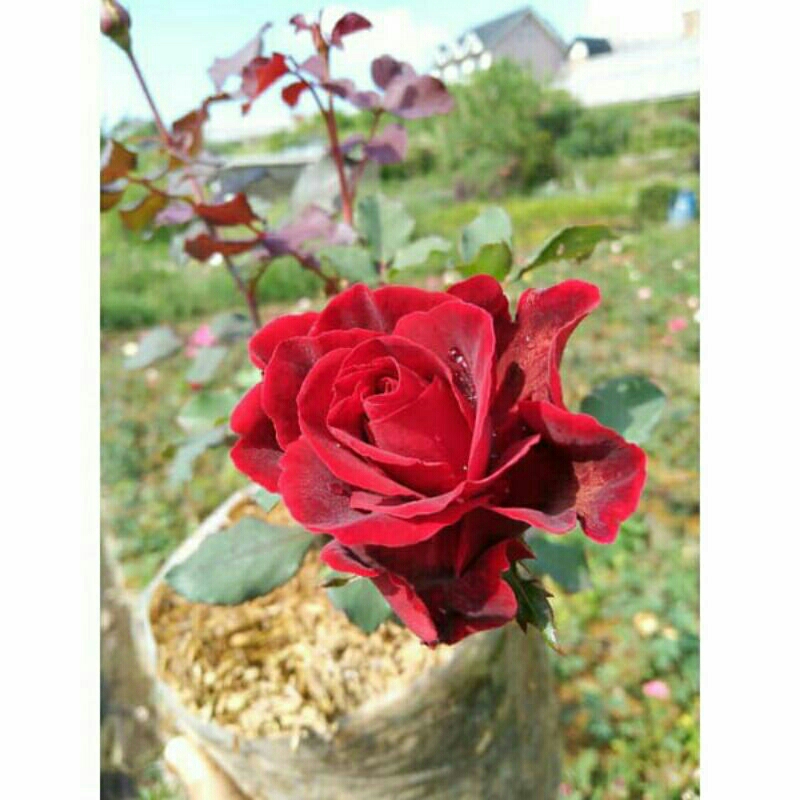 bunga mawar bibit (ready merah kuning ungu orange putih)