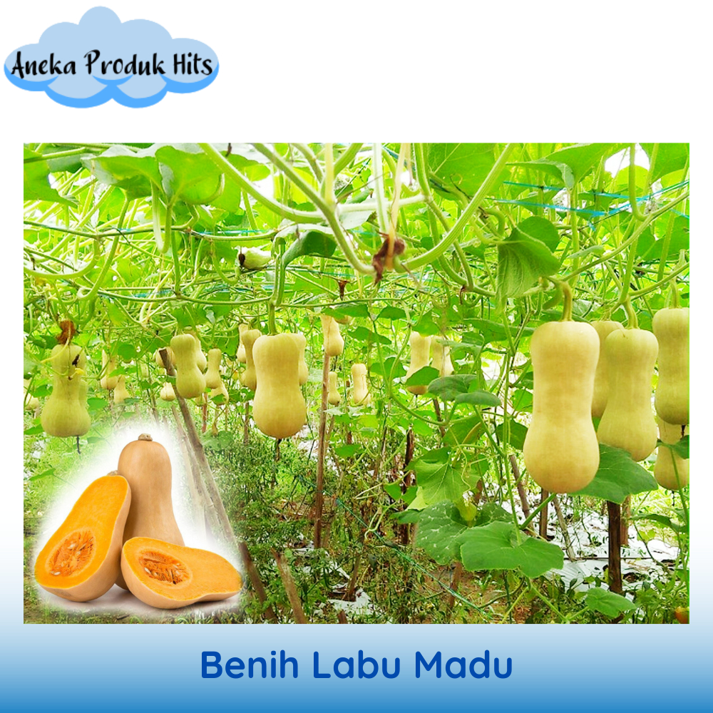 Benih Labu Madu (Butternut Squash) F1 isi 1 biji