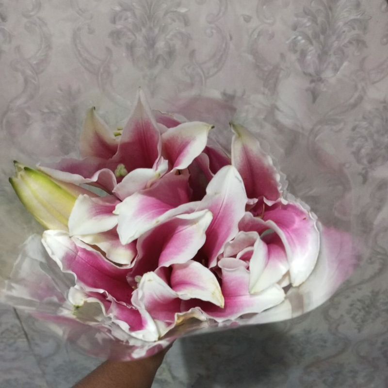 Bunga potong import Lily Casablanca