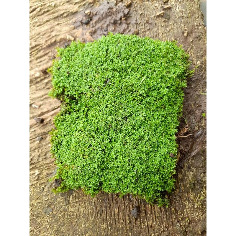 tanaman aquascape kuba tanaman karpet aquascape paludarium