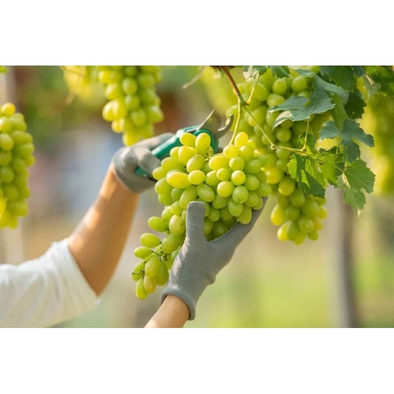 

Bibit Anggur sudah berbuah (Beli 1 dapat 3)