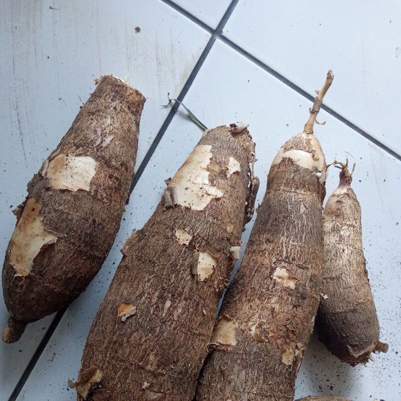 

singkong racun singkong racun1kg