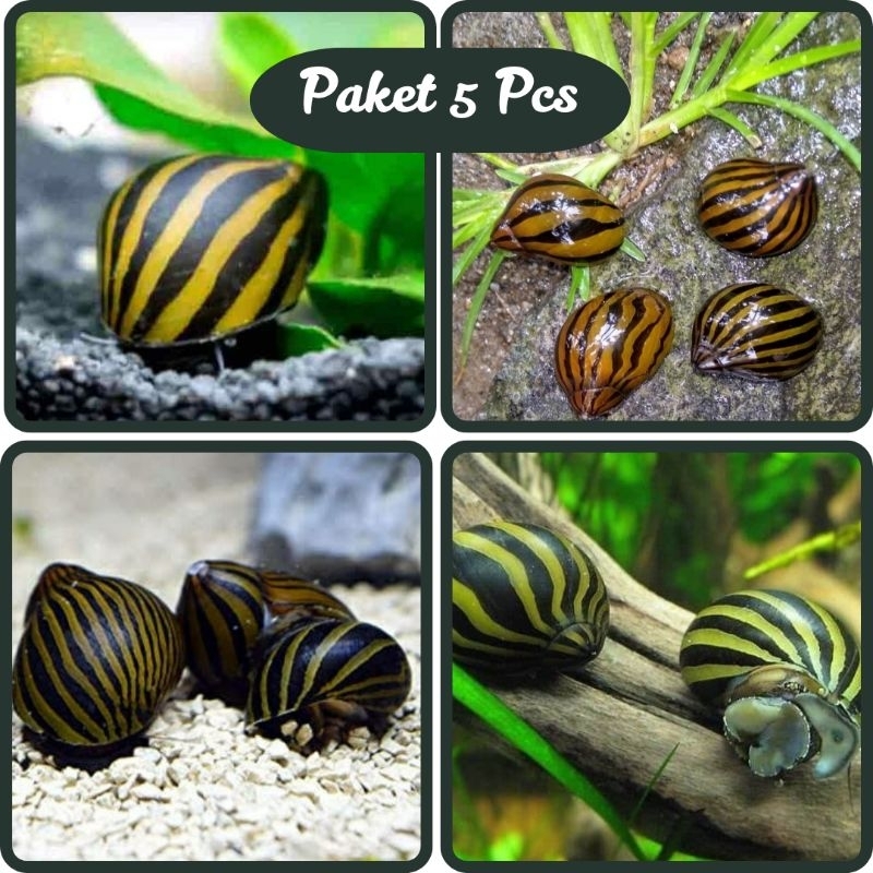 Keong turbo Aquascape Isi 5 Ekor//Keong Aquascape//Pembersih Alga Akuarium