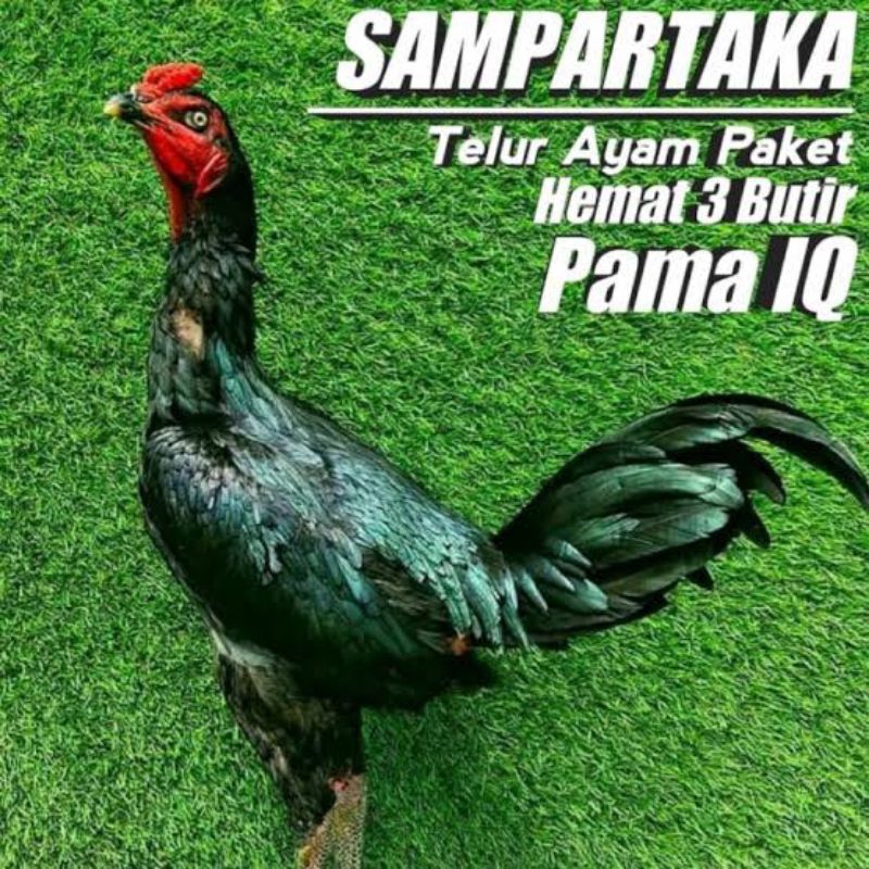 

PROMO!! PAKET 3 TELUR AYAM PAMA IQ ORIGINAL UNTUK DI TETASKAN