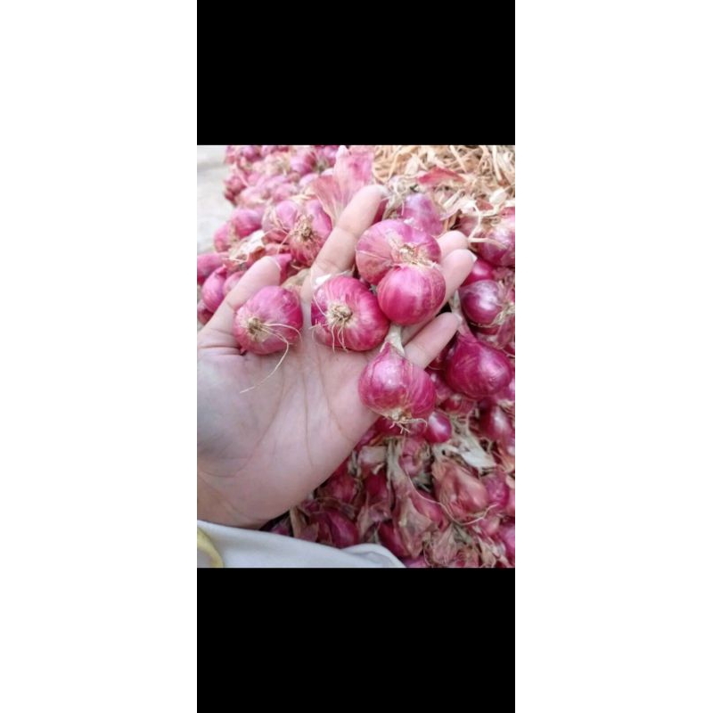 

bawang merah asli nganjuk