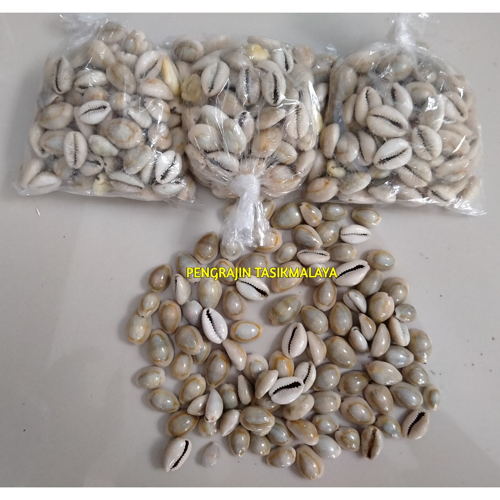 Biji Kerang Besar Kuwuk Asli Biji Congklak 100pcs