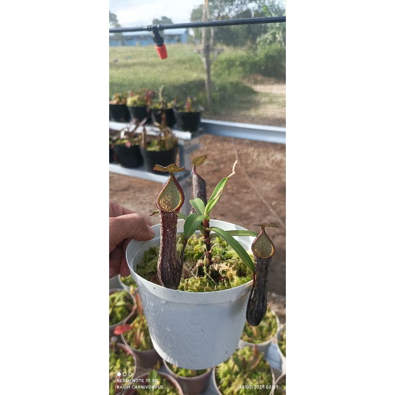 Nepenthes Mikei