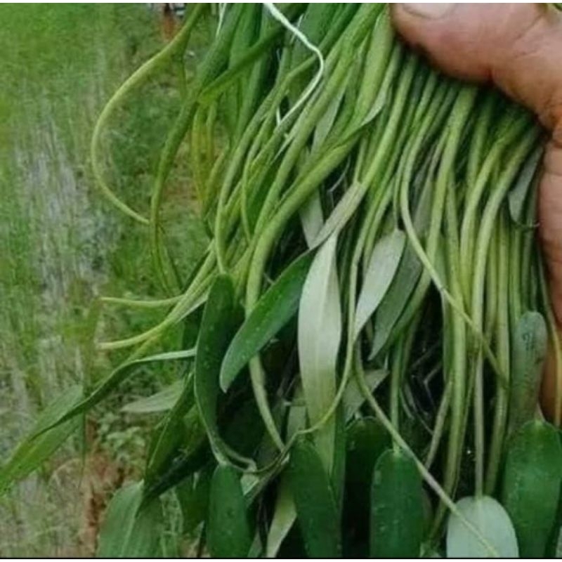 

daun eceng segar 250 gram
