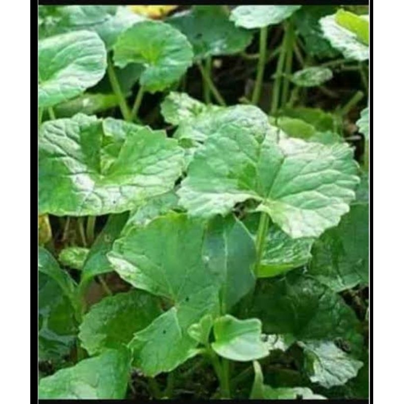 

daun pegagan / antanan segar 250 gram