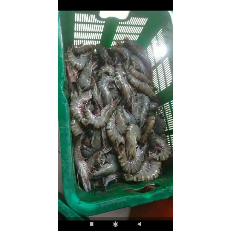 Udang Black Tiger / Windu ( Frozen Shrimp) READY