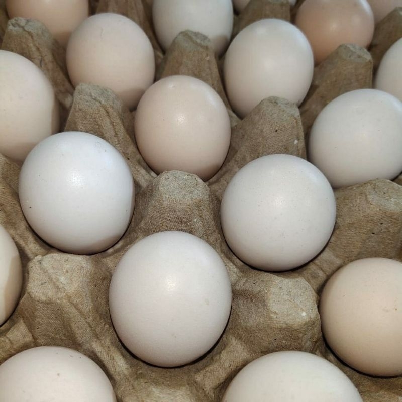 

telur ayam kampung