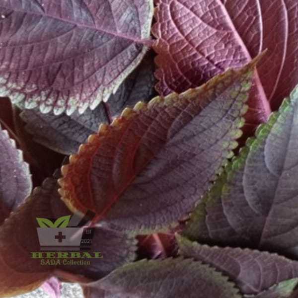 

Jual Daun Jawer Kotok Segar Atau Daun Iler Segar 1 kg