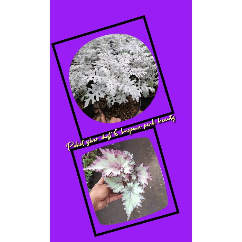 paket tanaman hias silver dust & begonia pink beauty.