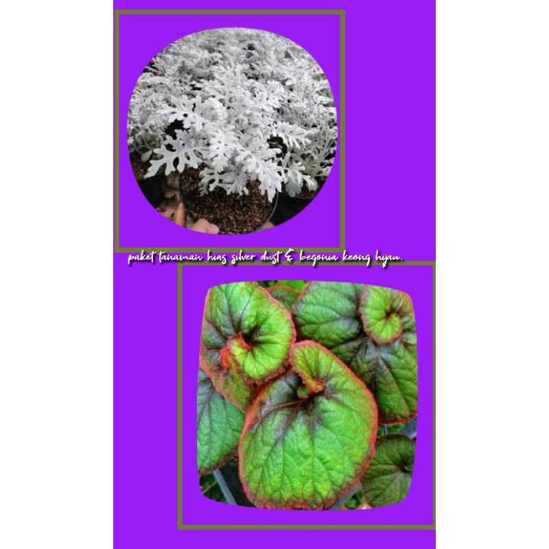 tanaman hias silver dust & begonia keong hijau.