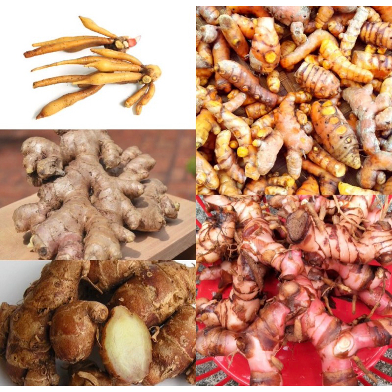 

Rempah-rempah Jahe/Laos/Kunyit/TemuKunci/Kencur