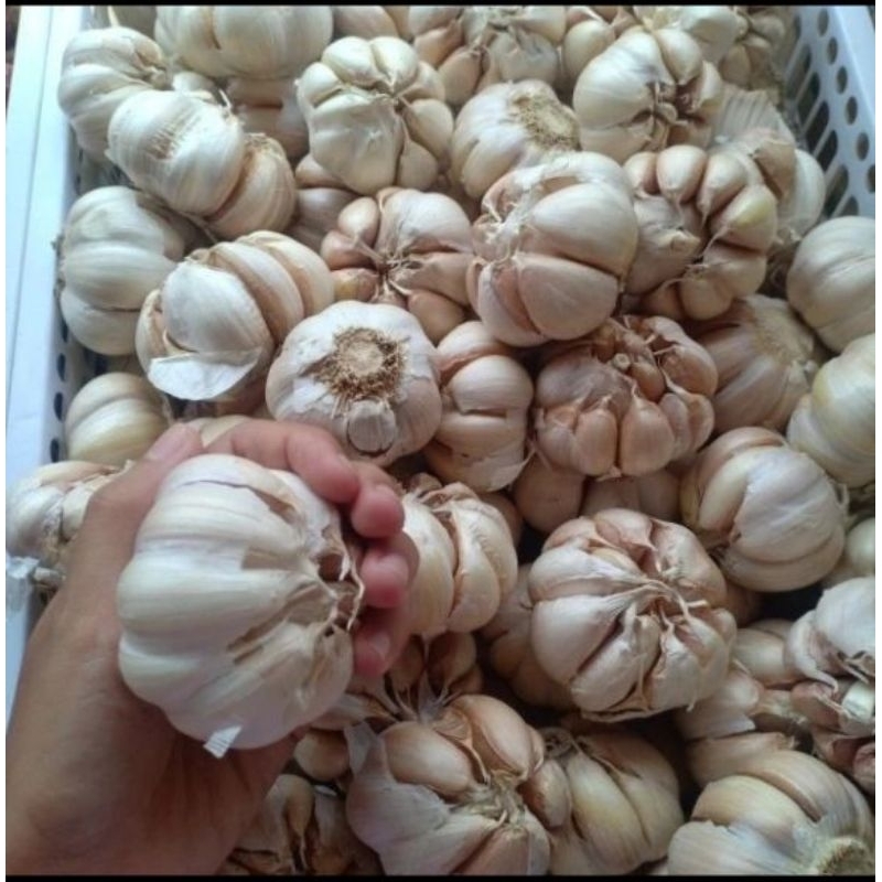 

bawang putih 250 gram di panen ketika ada pesanan