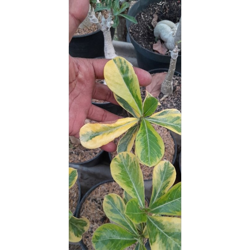 ADENIUM VARIGATA YELLOW ID. HERLIQUIN