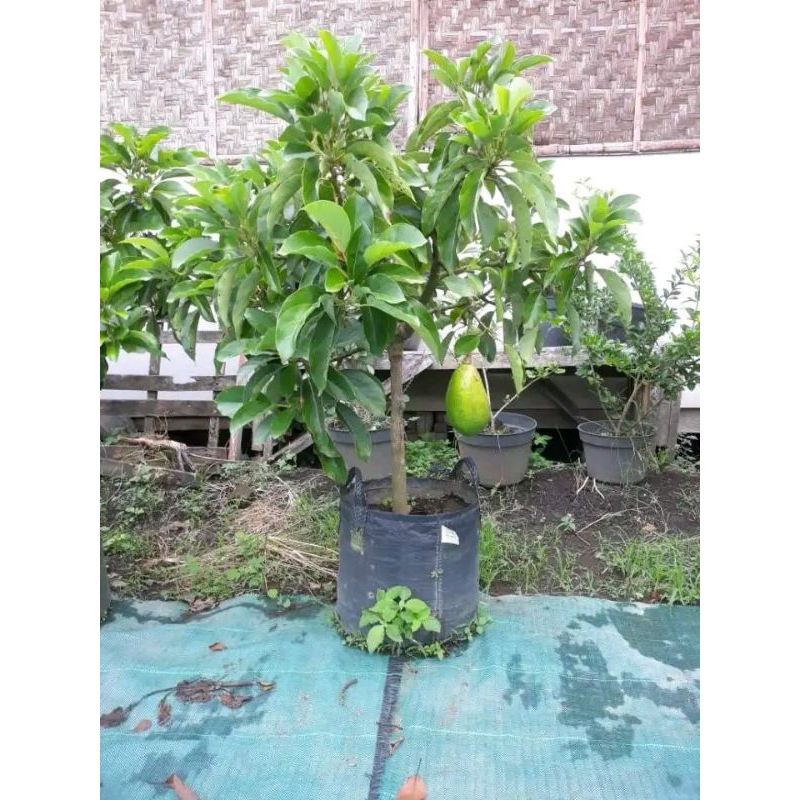 TABULAMPOT ALPUKAT ALIGATOR, KELUD, DAN MARKUS