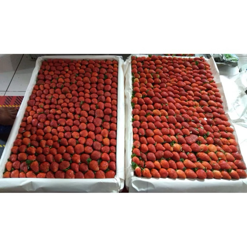 

PROMO TERMURAH BUAH STRAWBERRY FRESH PREMIUM CAMPUR (asli ciwidey)