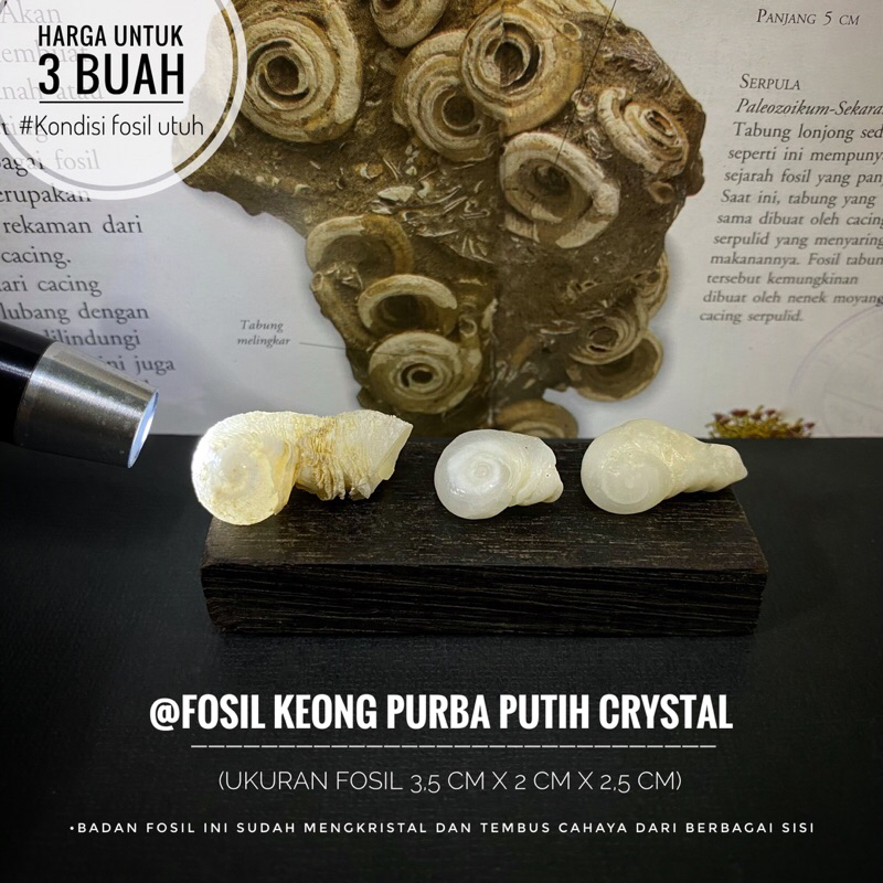 Fosil Keong Putih Crystal Natural F3 atau Fosil Keong Kristal atau Fossil Gastropoda atau Fosil Kol 