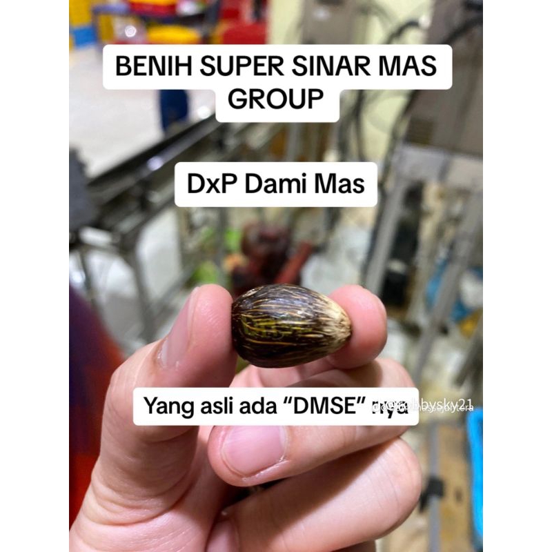 BIBIT BENIH POLONG KECAMBAH SAWIT DAMI MAS ORIGINAL NO 1