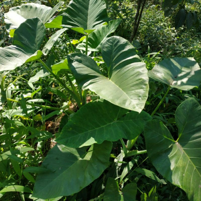 Daun Keladi Talas Segar 1 Kg / Daun lompong mbote Bentul / Daun Keladi Lompong