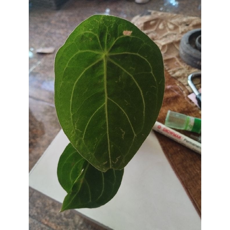 monstera thai