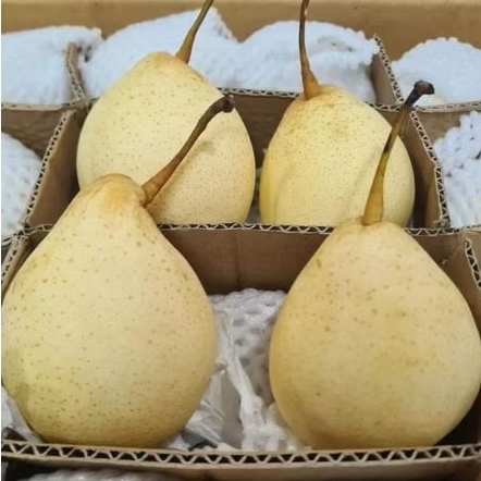 

Buah pir yalie / pear yalie 1kg