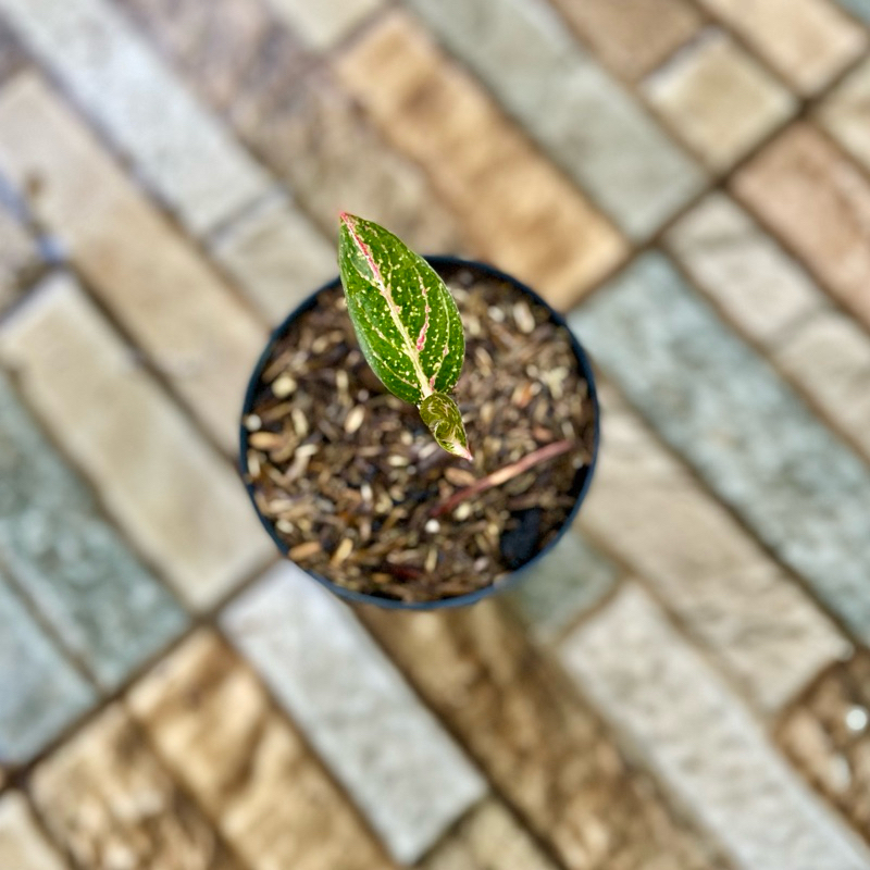 Aglaonema Kendedes