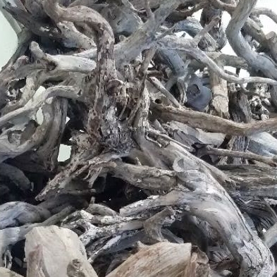 Kayu Santigi Laut Kecil - Kayu Tenggelam - Aquascape - Channa - 14