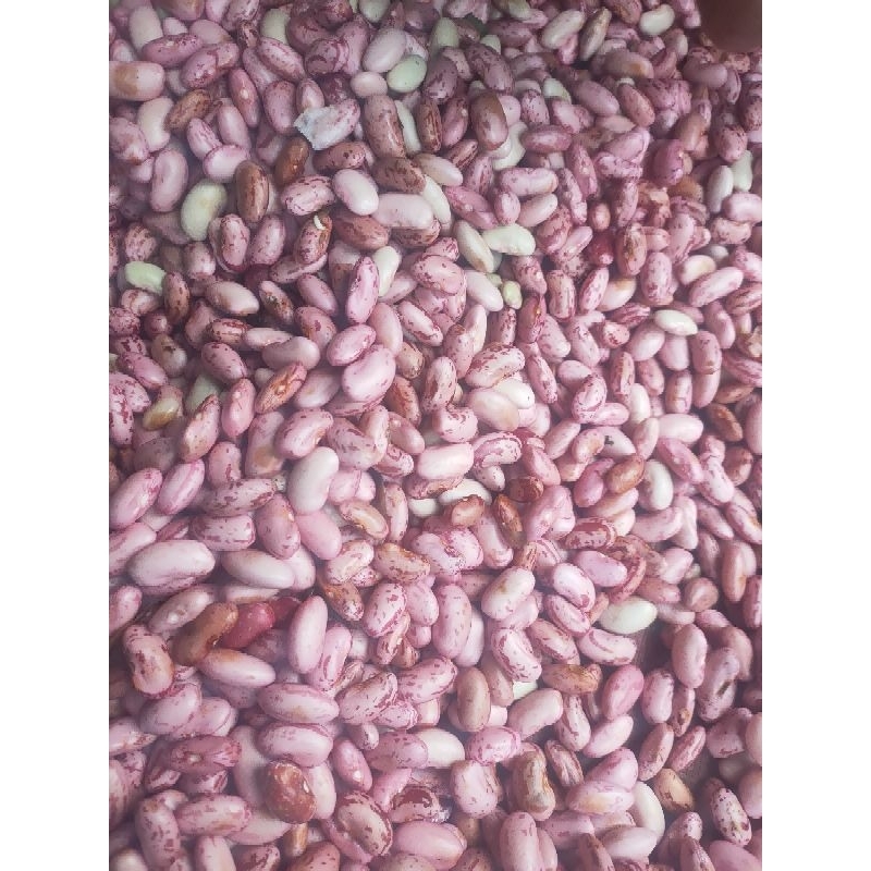 kacang merah segar bandung