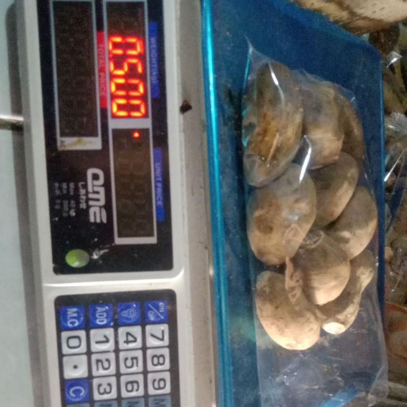 

Ubii bakar Mateng Murah setengah kilo 8 RB.. isi 9 biji