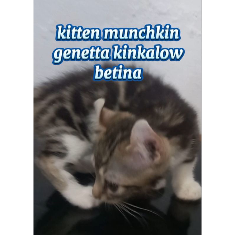 kucing kitten munchkin genetta kinkalow