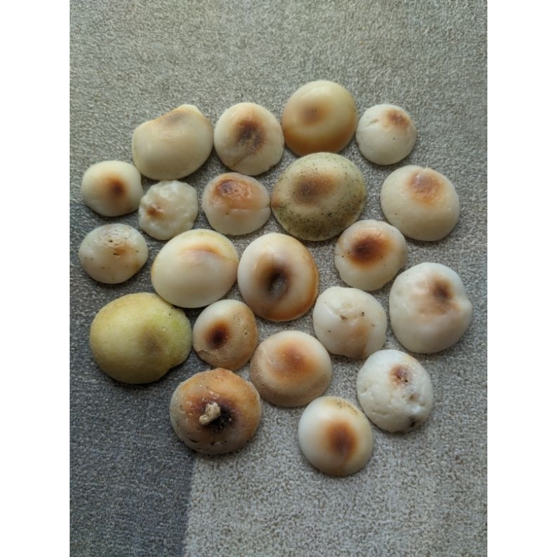 Kol Buntet Laut Asli