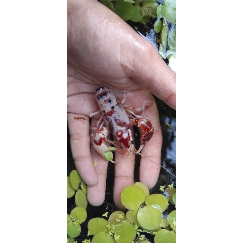 Hiasan Lobster Hias Air Tawar Ghost Clarkii