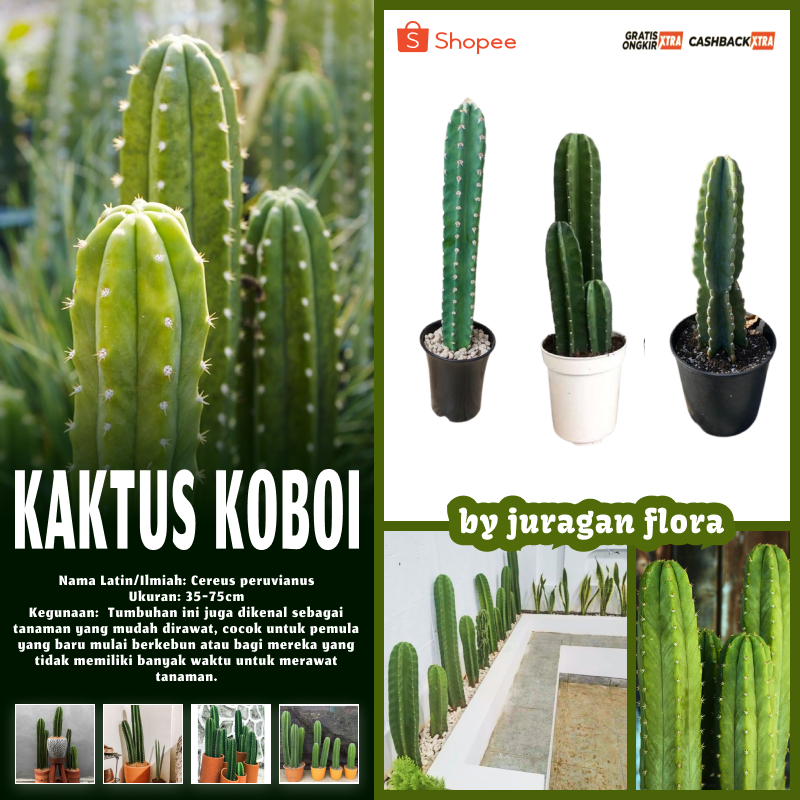TANAMAN HIAS KAKTUS KOBOI 45-80CM ( Cereus jamacaru ) / BIBIT POHON KAKTUS KOBOI TINGGI