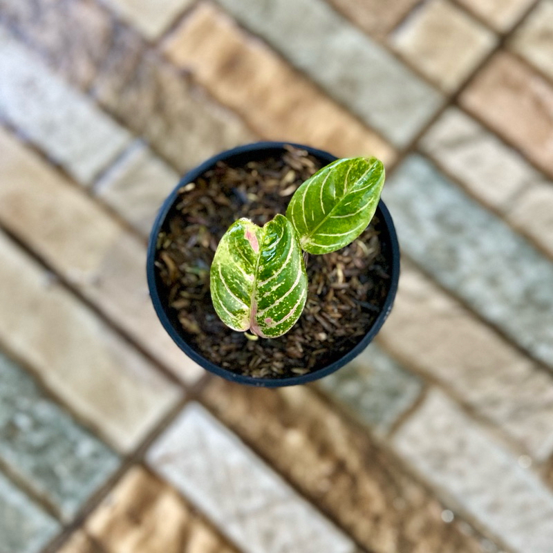 Aglaonema Asri Merah r 2