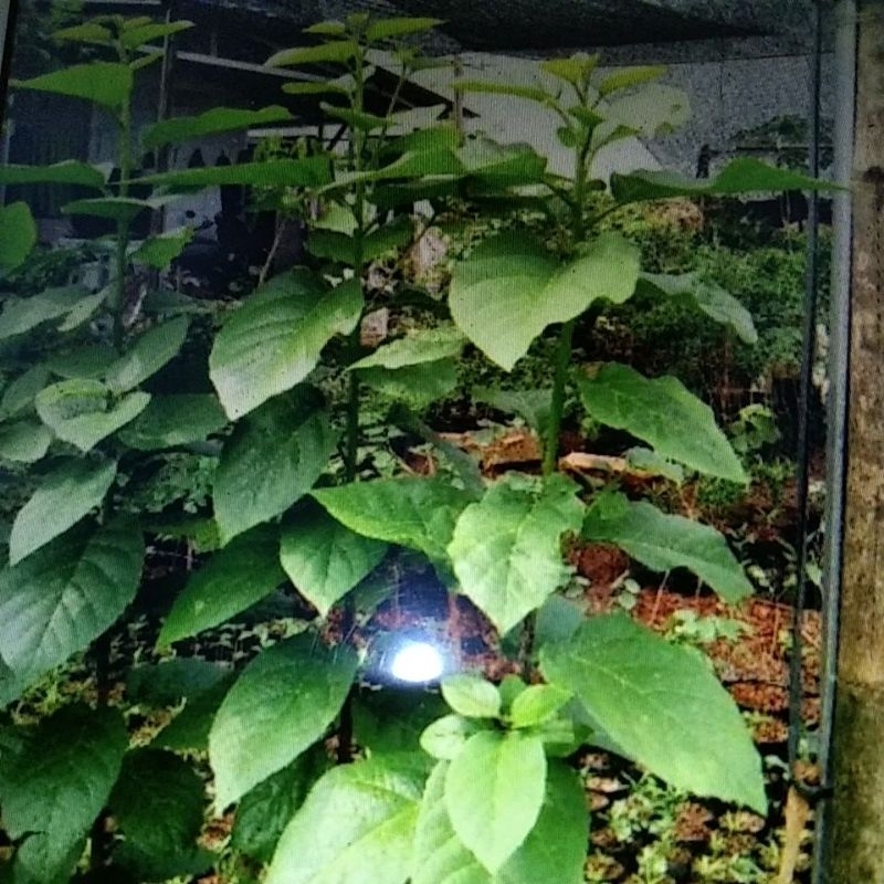 Bibit Pohon Jati Salomon super - tinggi 1 meter up - Stok terbatas sewaktu waktu bisa berubah - Hara