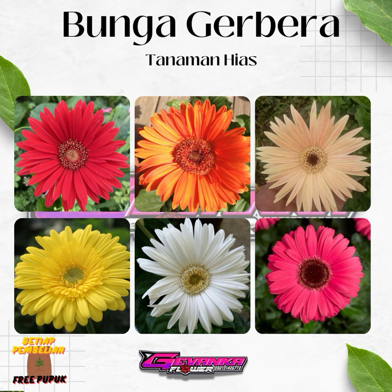 Bibit tanaman hias herbras/gerbera