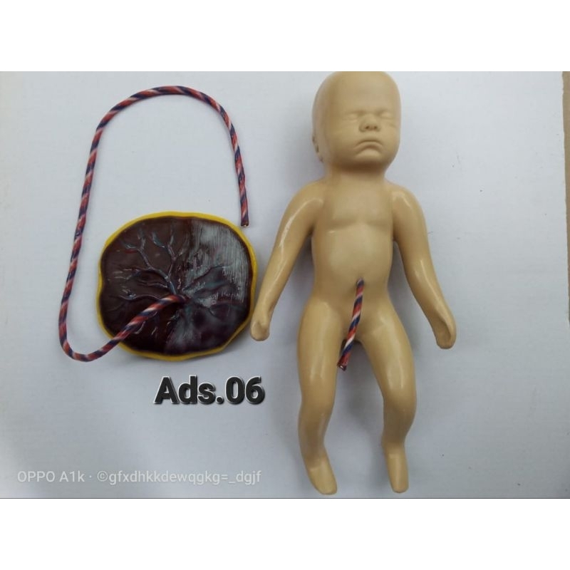 Bayi Dan Placenta / Alat Peraga Bayi Dan Placenta / Manikin / Phantom Bayi Placenta