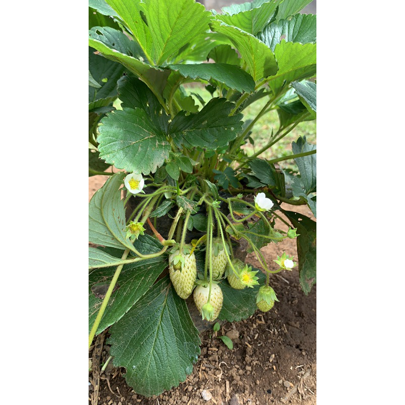 Bibit STRAWBERRY JUMBO