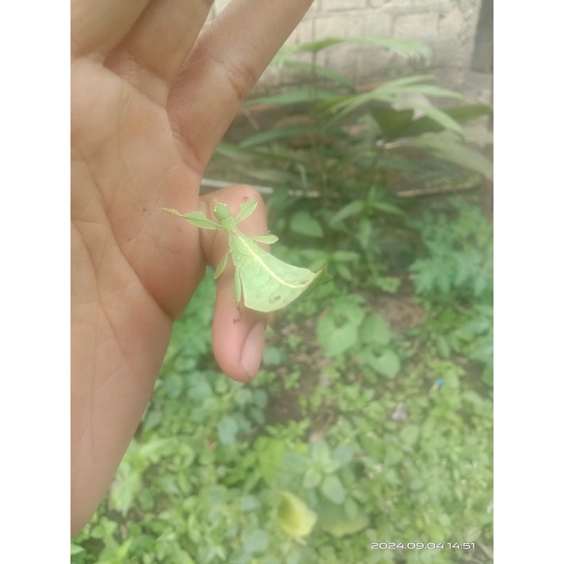 Belalang daun hidup betina